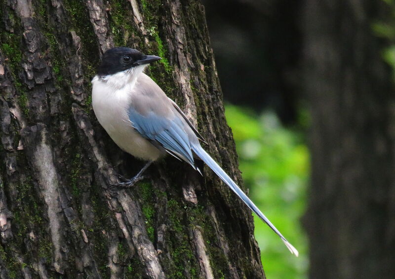 Azure-winged Magpie