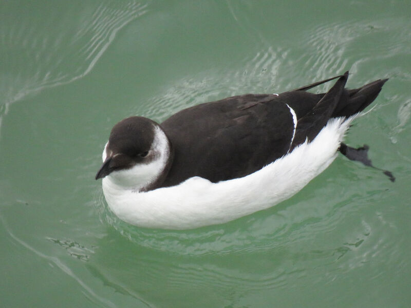 Razorbill