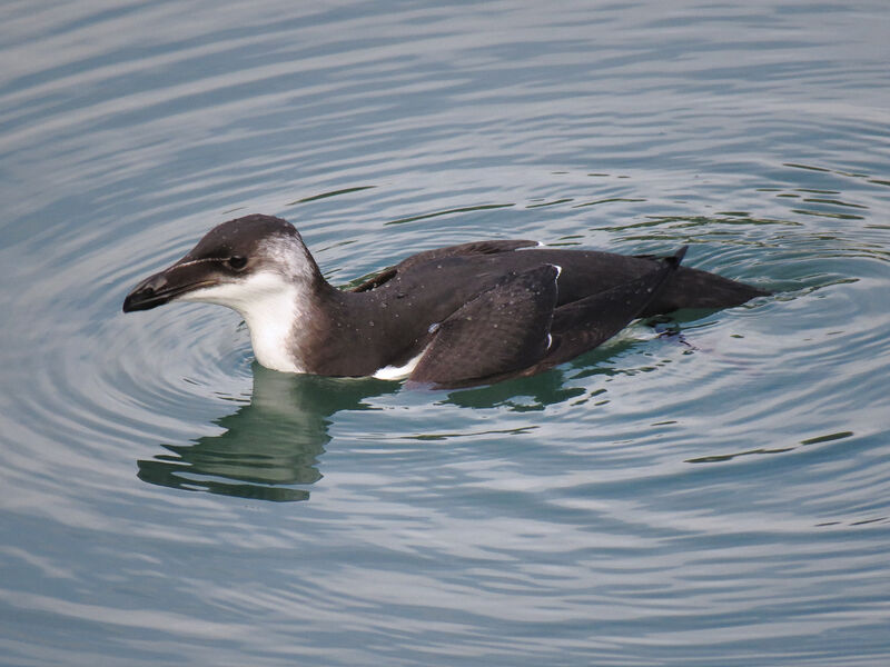 Razorbill