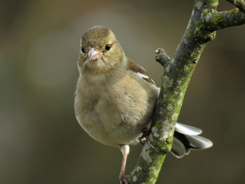 Eurasian Chaffinch female