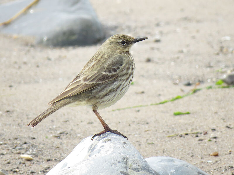 European Rock Pipit