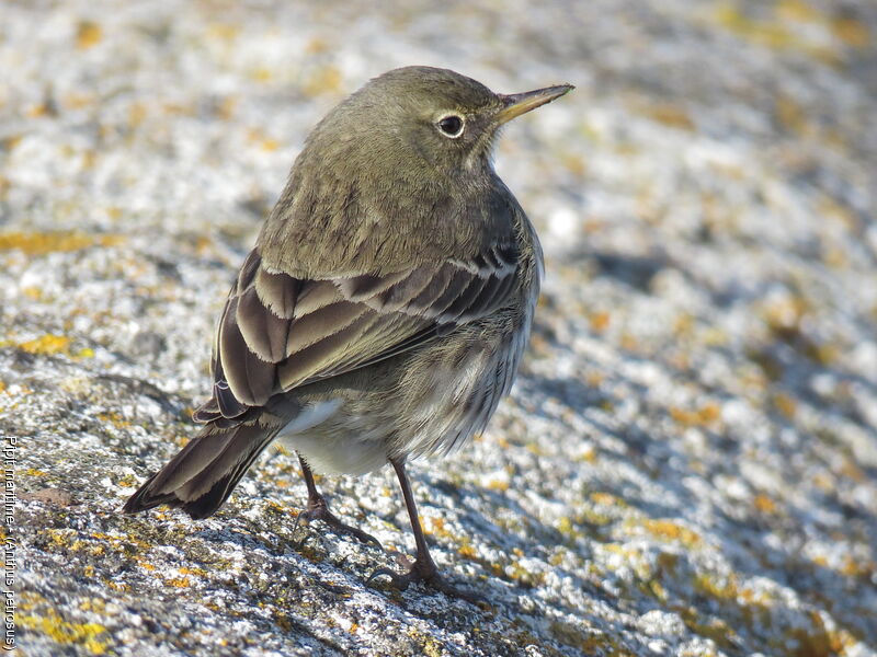 European Rock Pipit