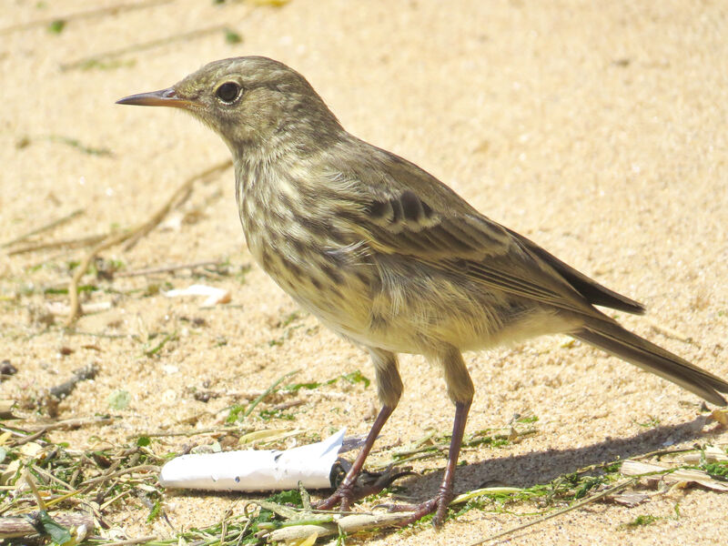 European Rock Pipit