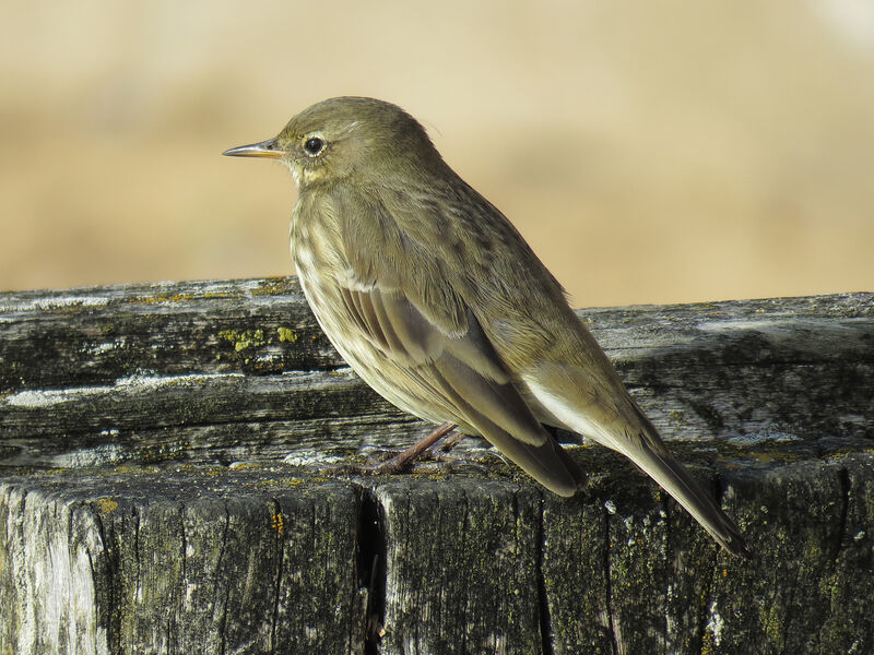 European Rock Pipit