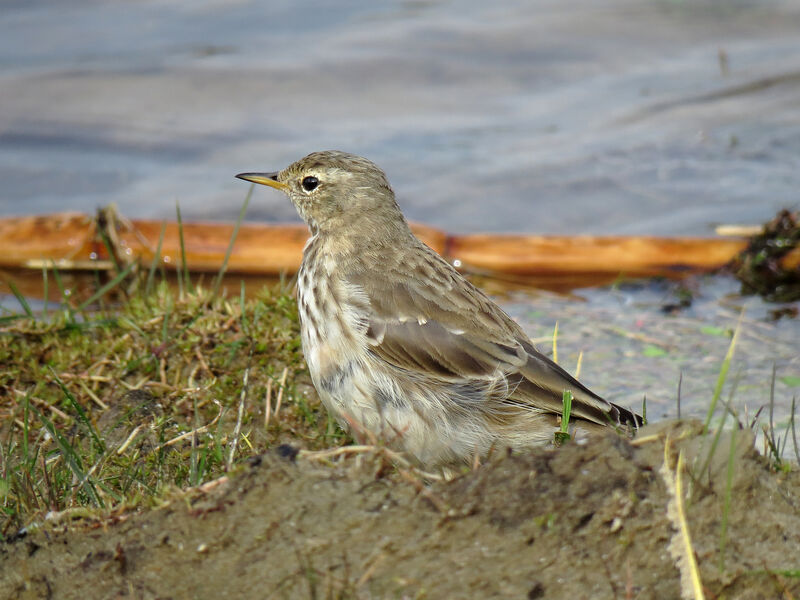 Water Pipit