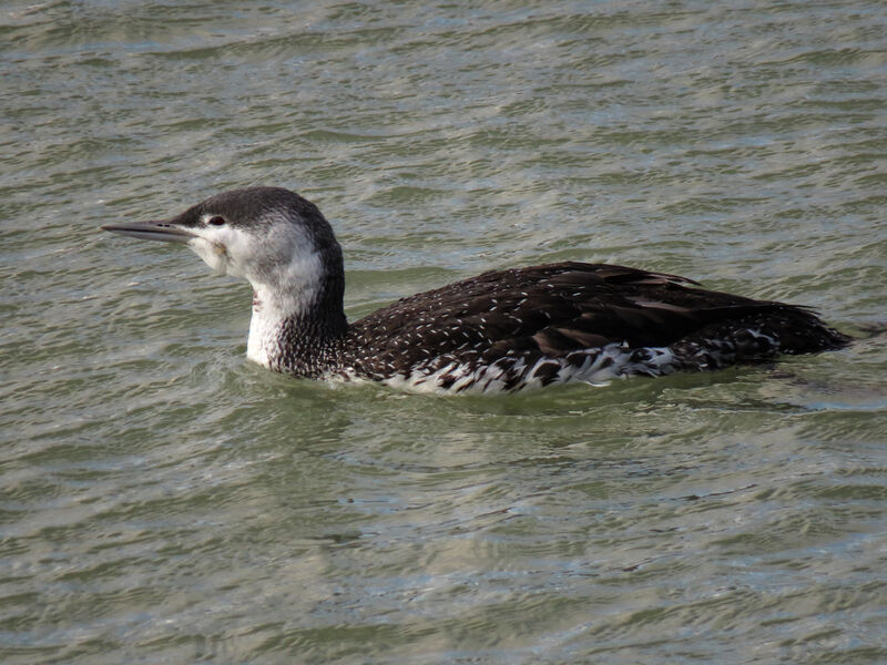 Red-throated Loon