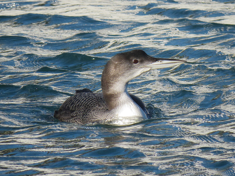 Common Loon