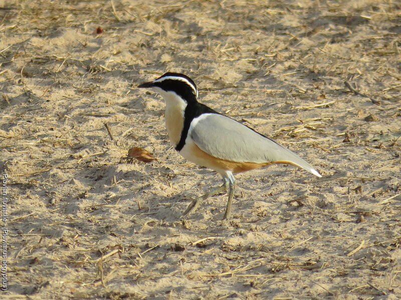 Egyptian Plover