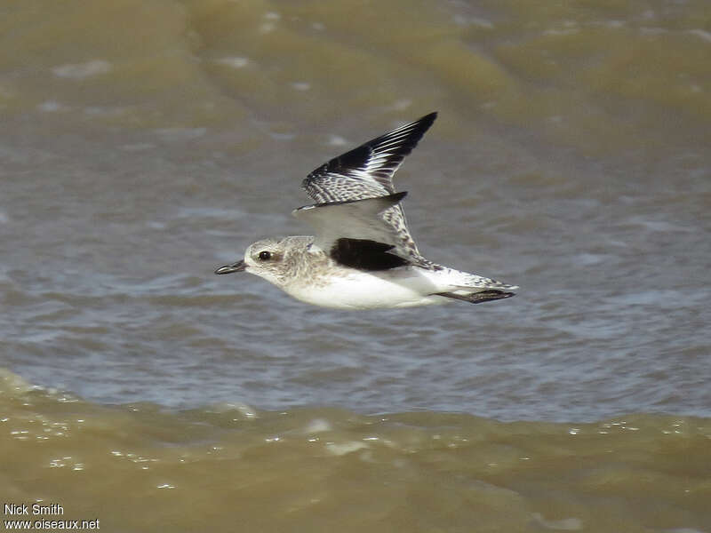 Grey Plover