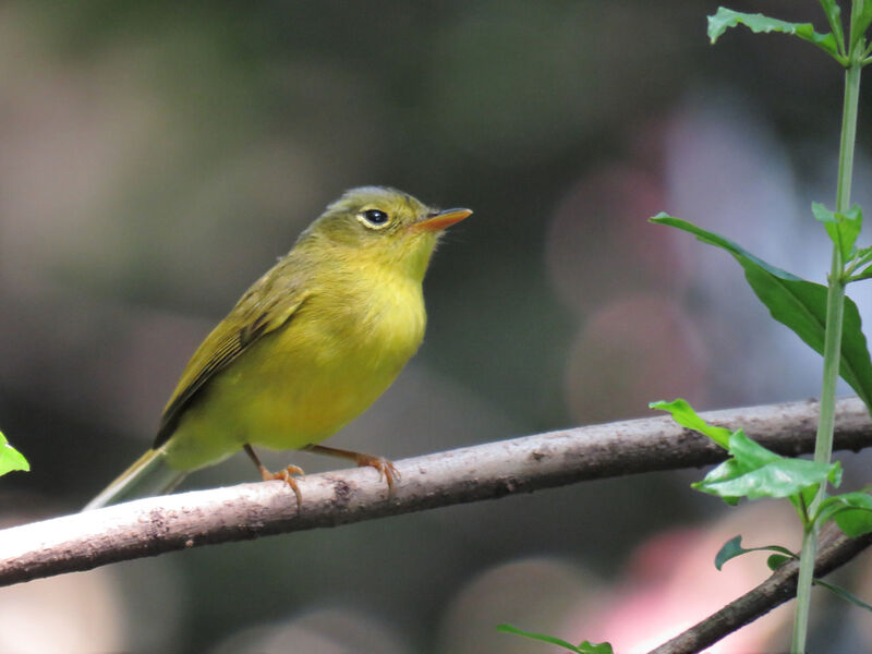 Grey-crowned Warbler