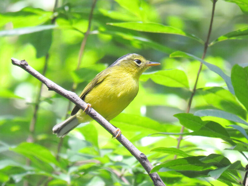 Grey-crowned Warbler