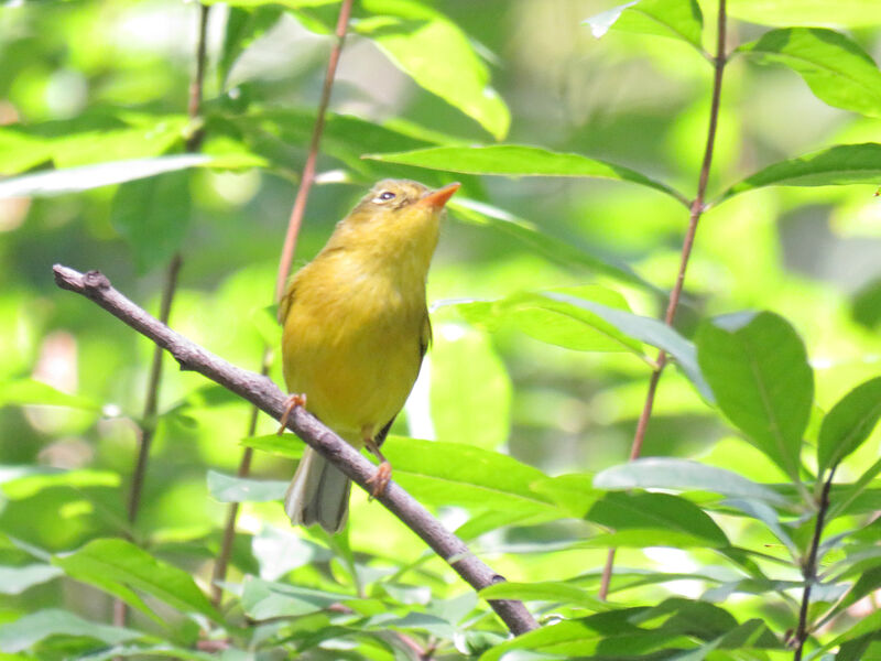 Grey-crowned Warbler