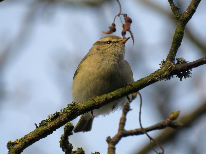 Hume's Leaf Warbler