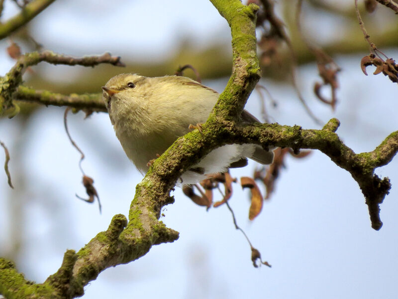 Hume's Leaf Warbler