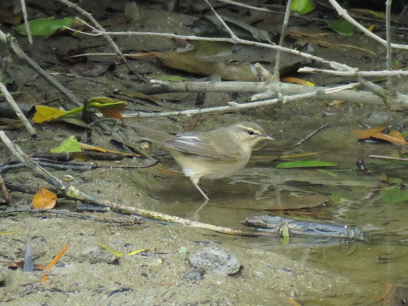 Radde's Warbler