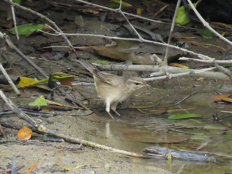 Radde's Warbler