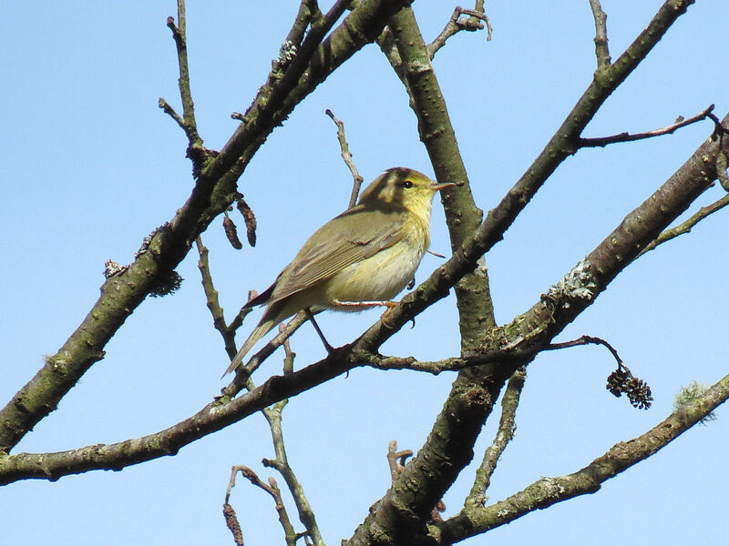 Willow Warbler