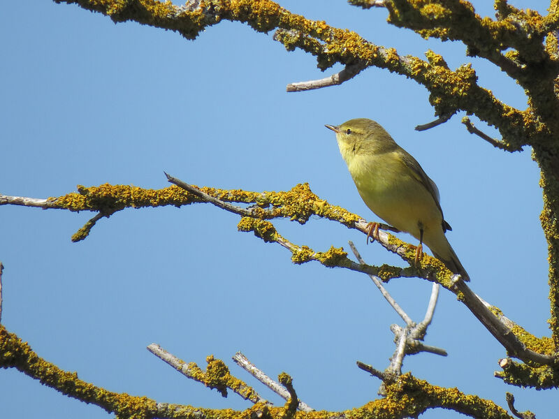 Willow Warbler