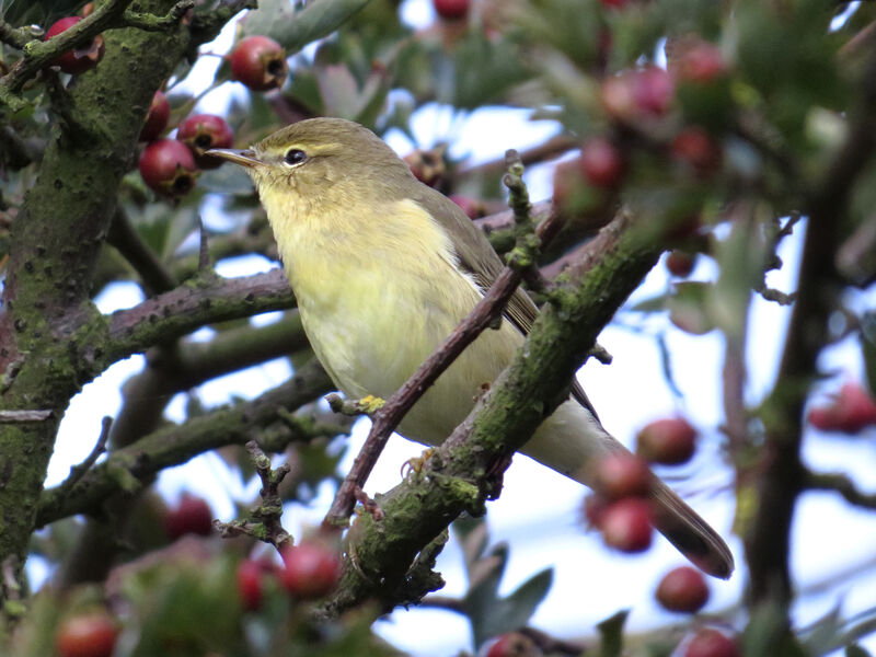 Willow Warbler