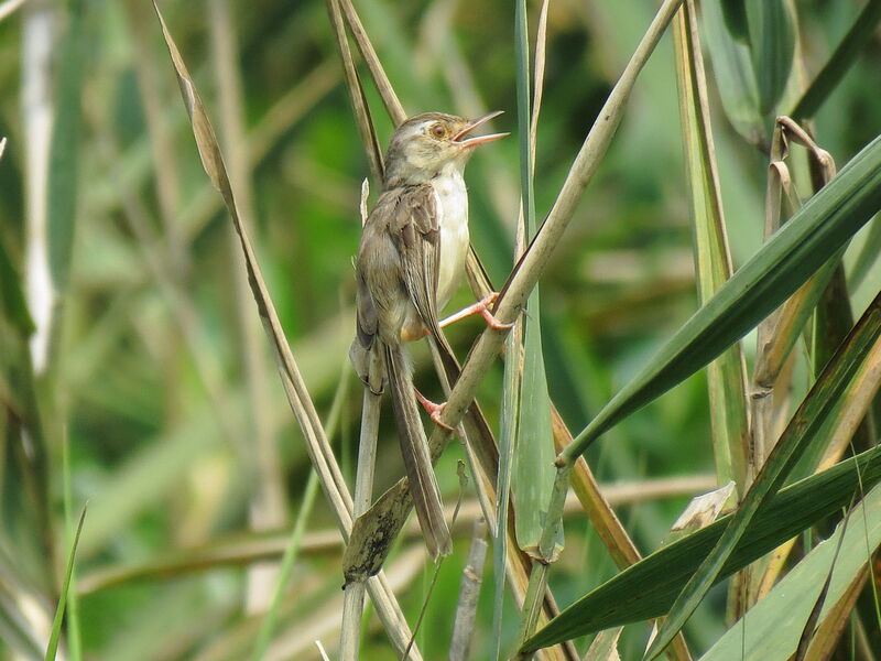 Plain Prinia