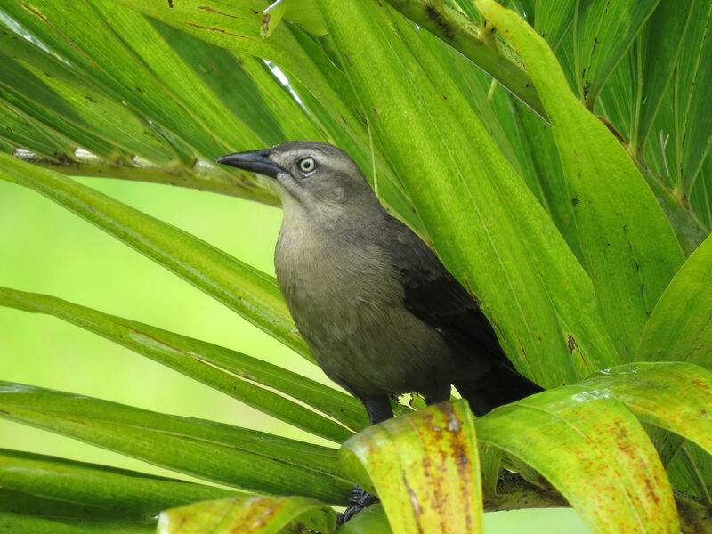 Carib Grackle female