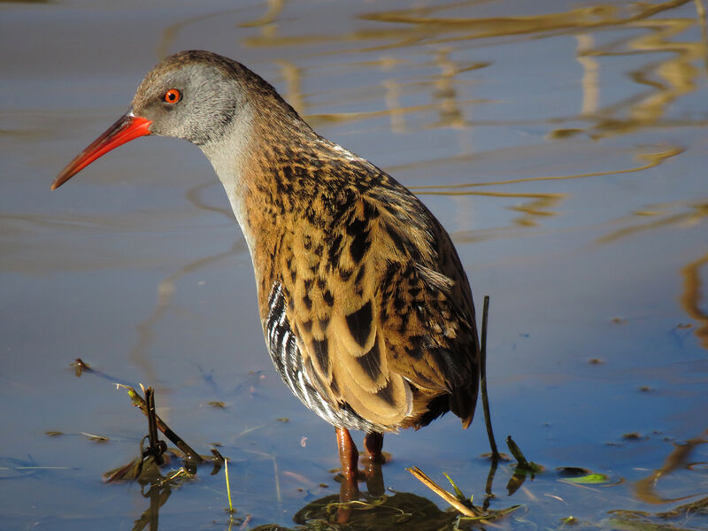 Water Rail