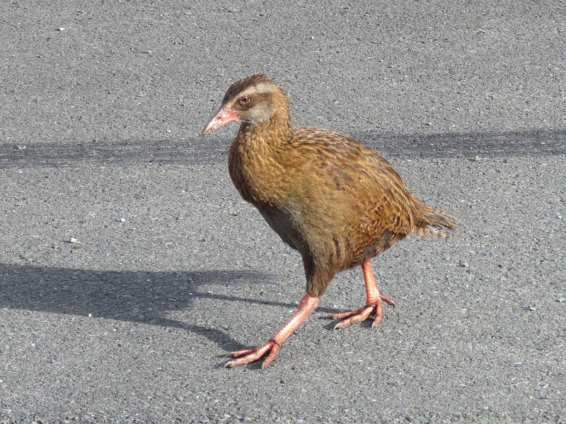 Weka