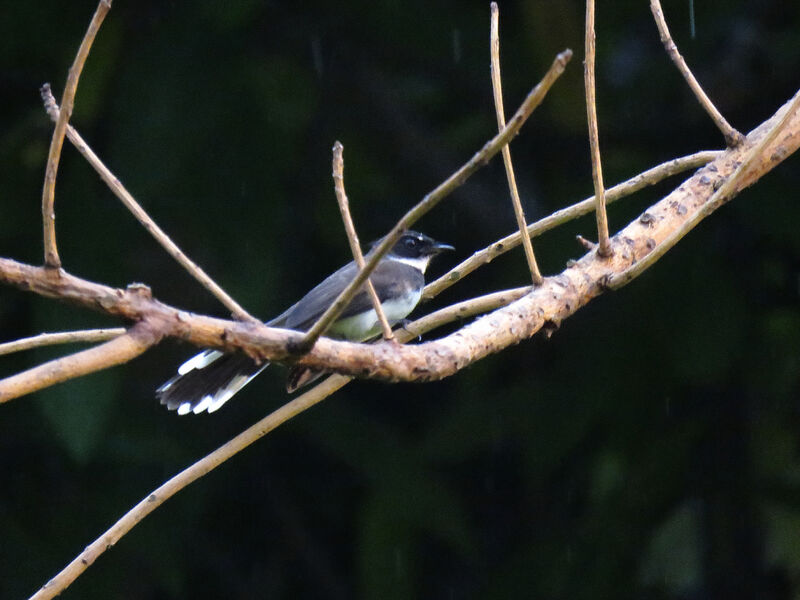 Malaysian Pied Fantail