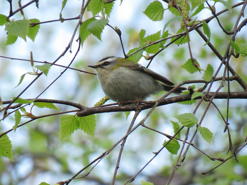 Common Firecrest