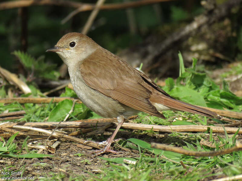 Rossignol philomèleadulte nuptial, identification