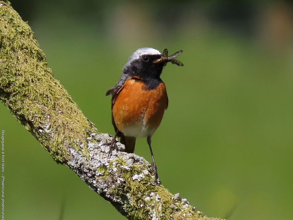 Common Redstart