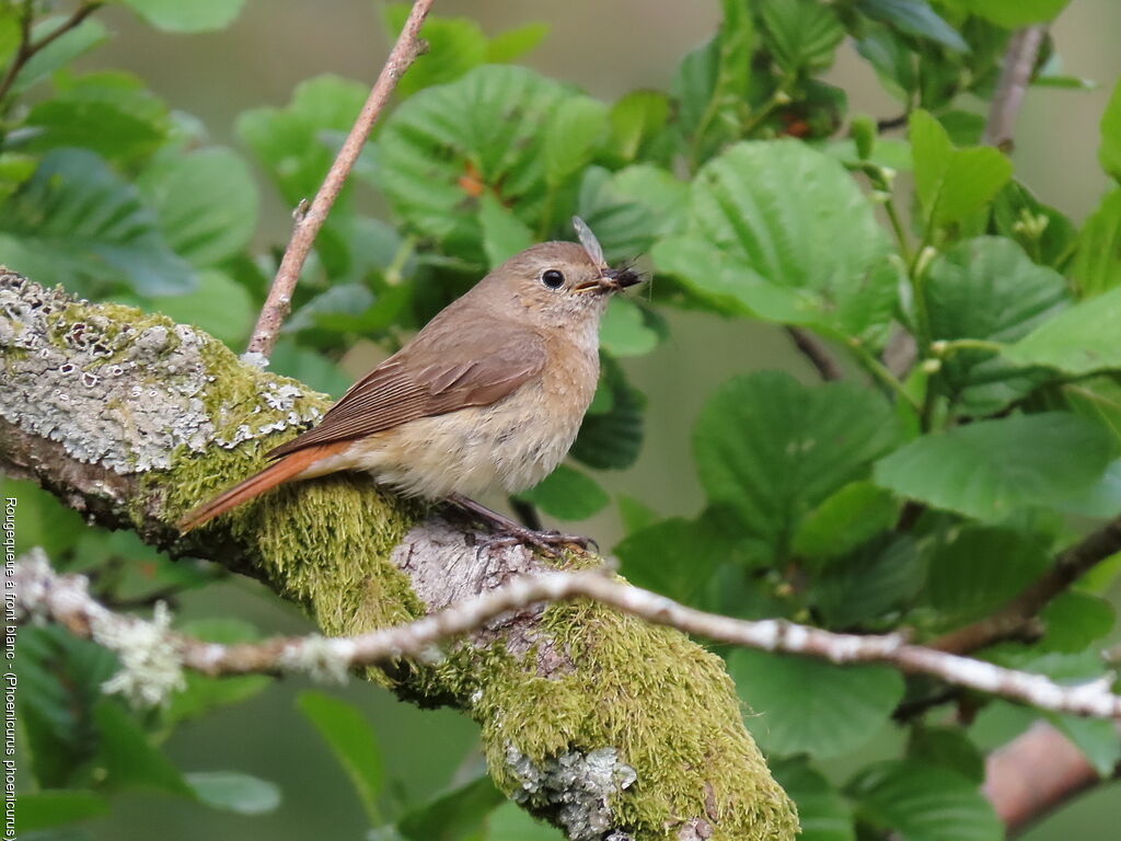 Common Redstart