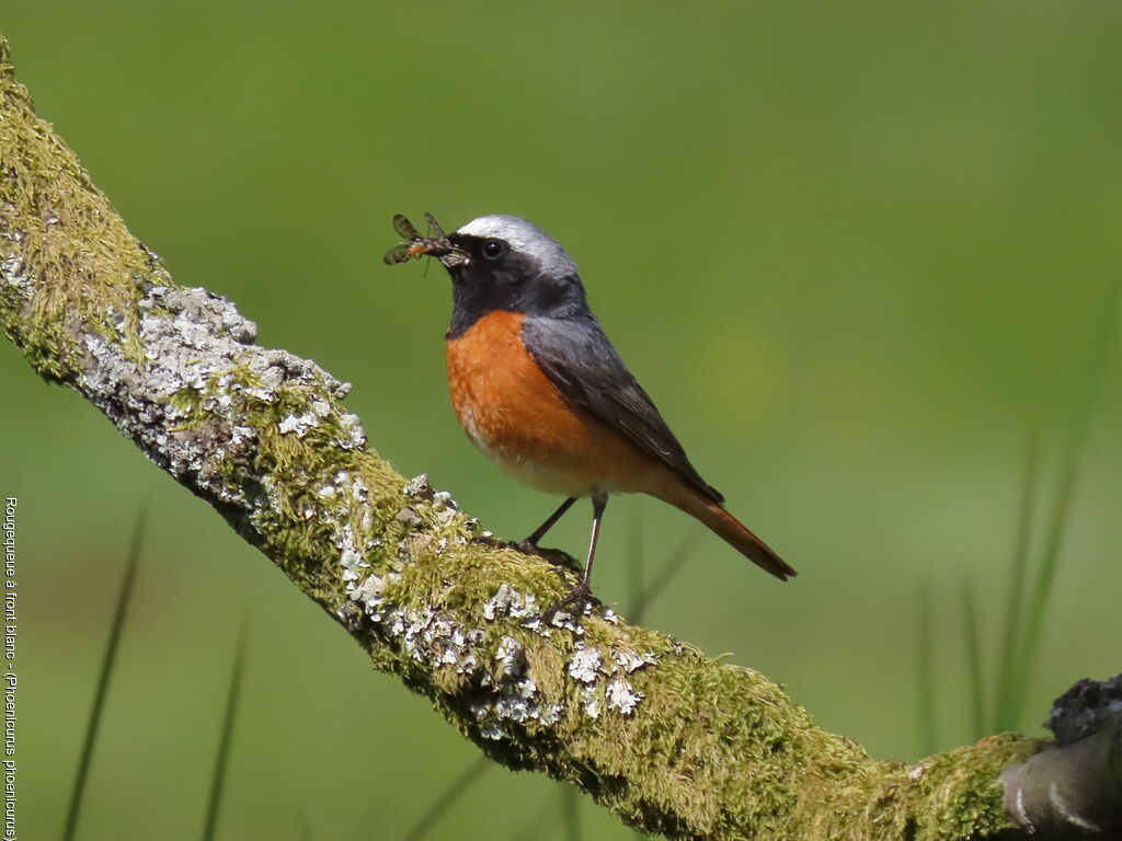 Common Redstart