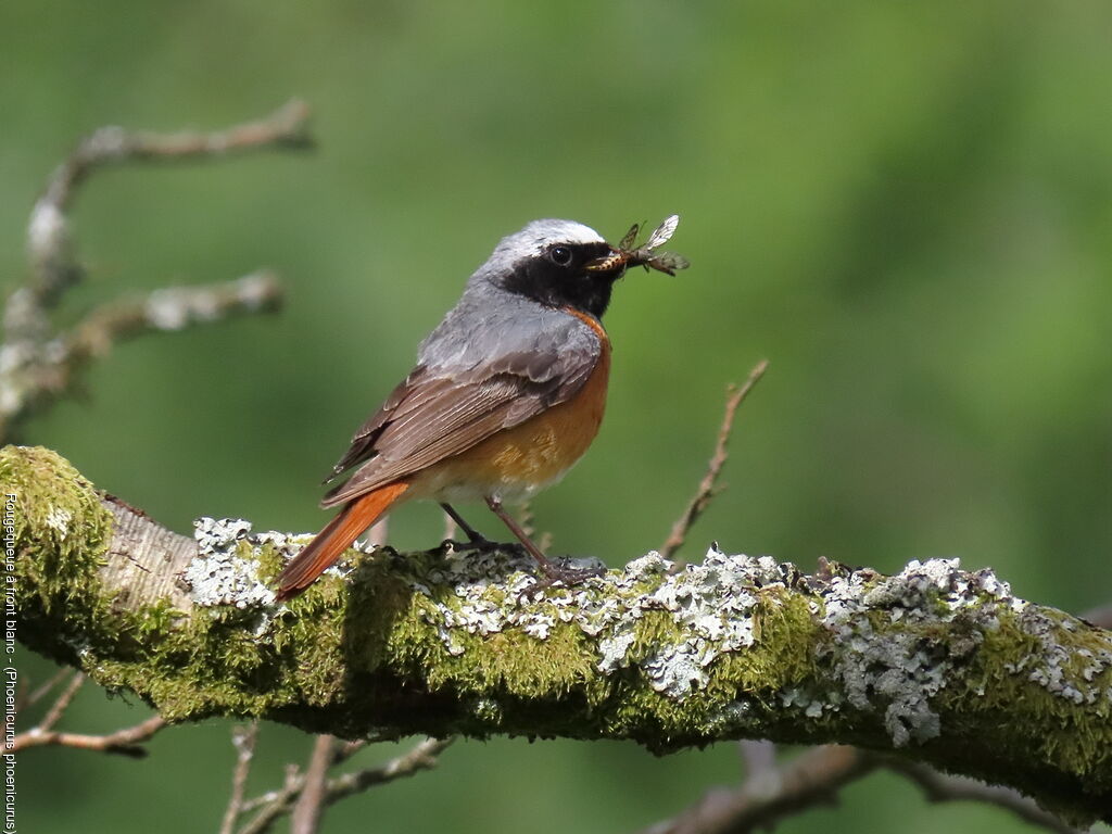 Common Redstart