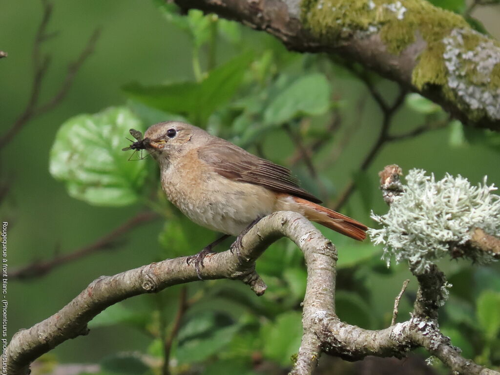 Common Redstart