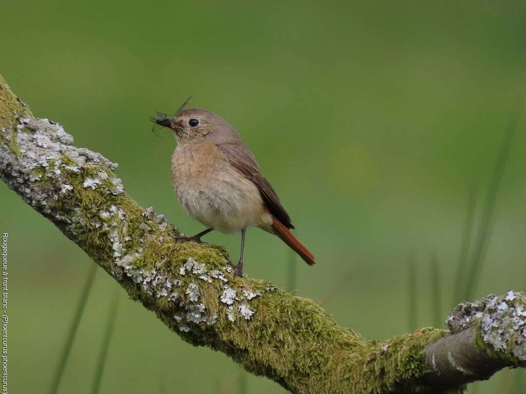 Common Redstart