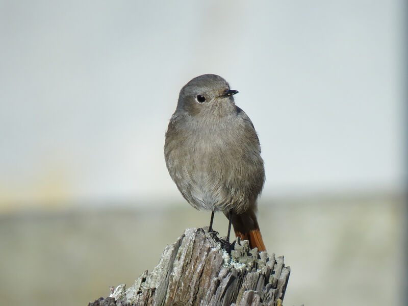 Black Redstart