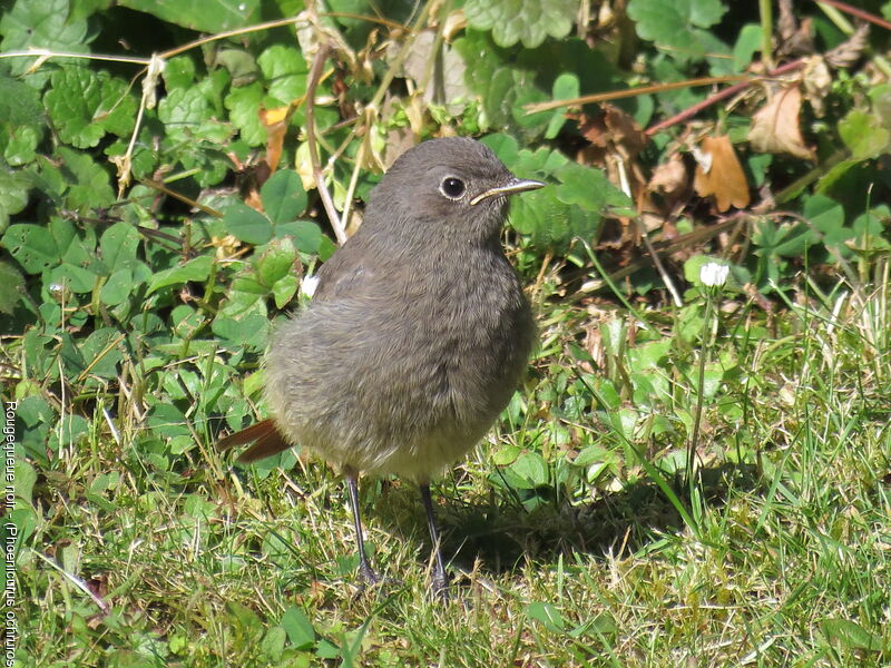 Black Redstart