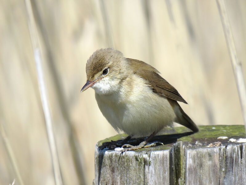 Common Reed Warbler