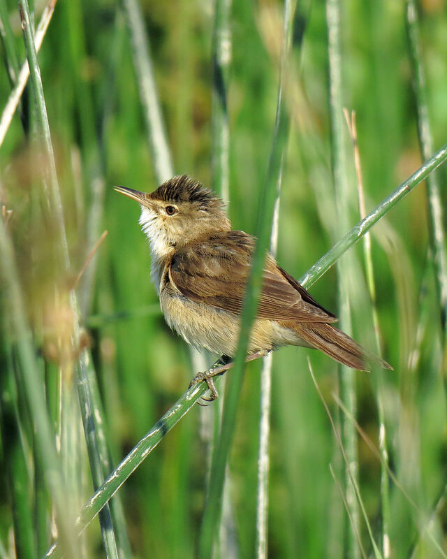 Common Reed Warbler