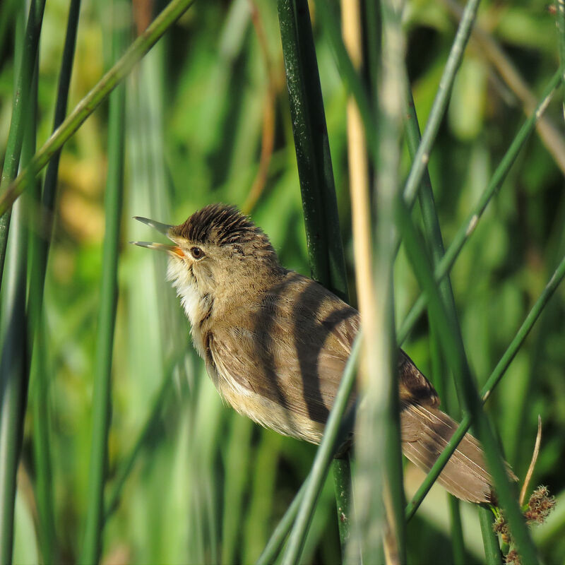 Common Reed Warbler