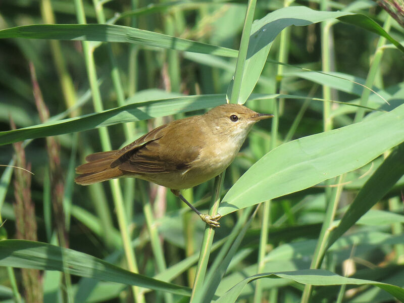 Common Reed Warbler