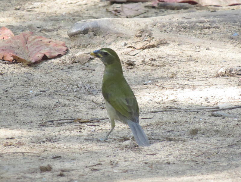 Lesser Antillean Saltator