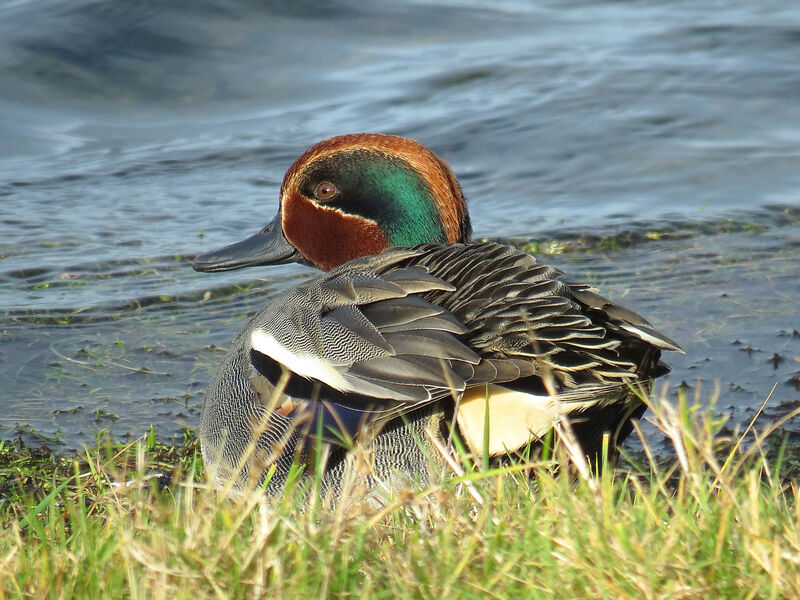 Eurasian Teal male