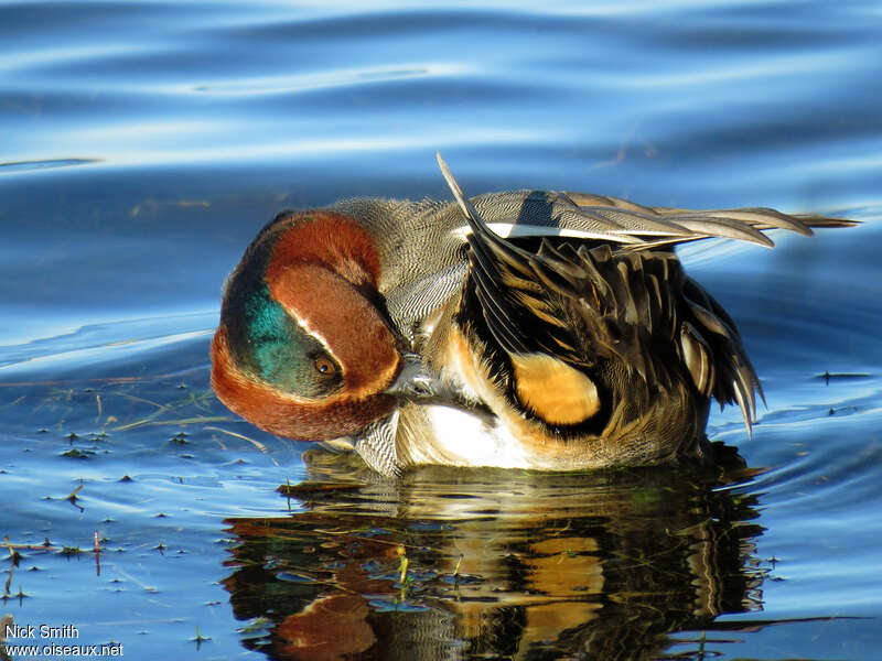 Eurasian Teal male adult, aspect, pigmentation, Behaviour