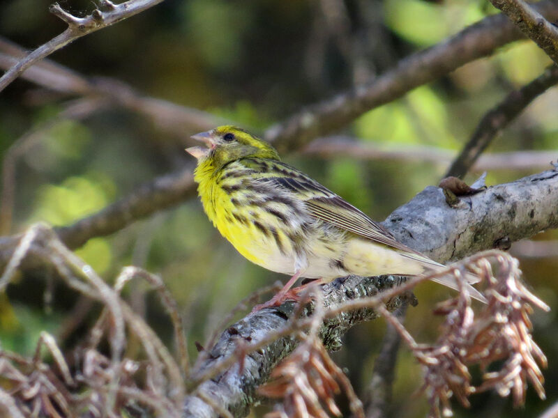 European Serin