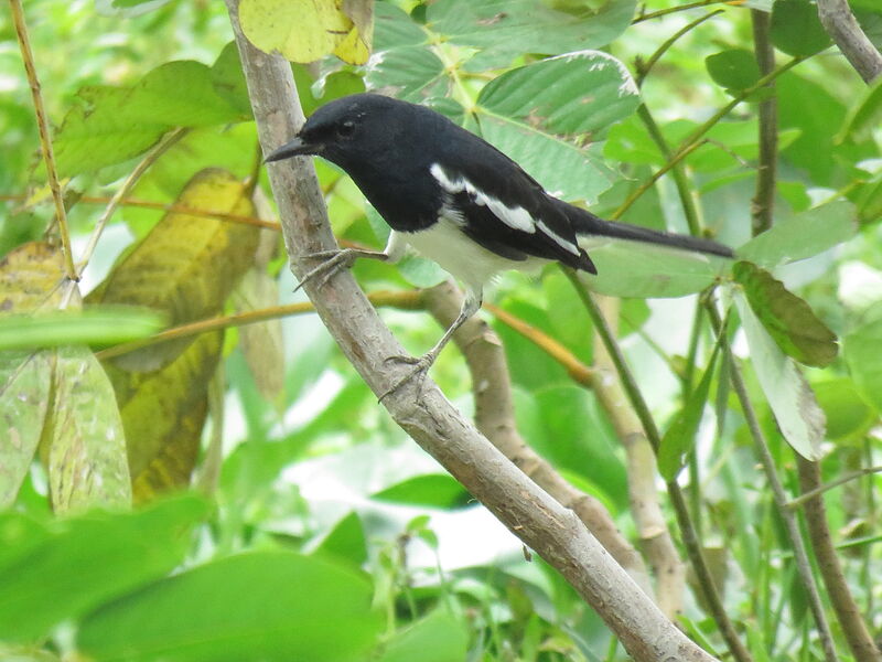 Oriental Magpie-Robin male