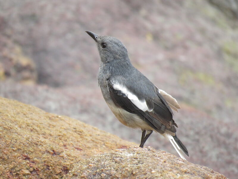 Oriental Magpie-Robin female