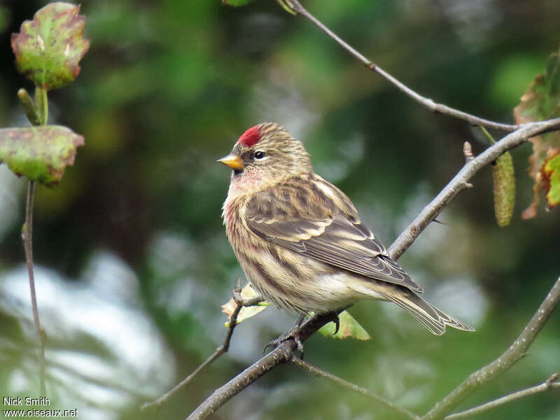 Lesser Redpoll male adult transition, identification, pigmentation