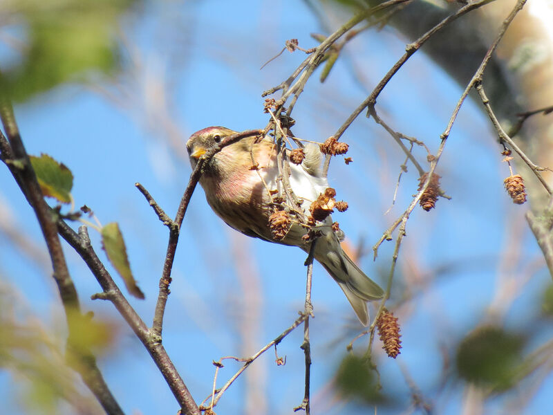 Redpoll